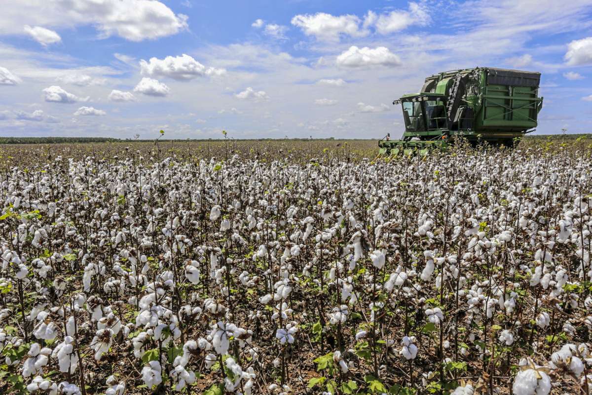 Vazio Sanit Rio Do Algod O No Cear Se Inicia No Pr Ximo Dia De