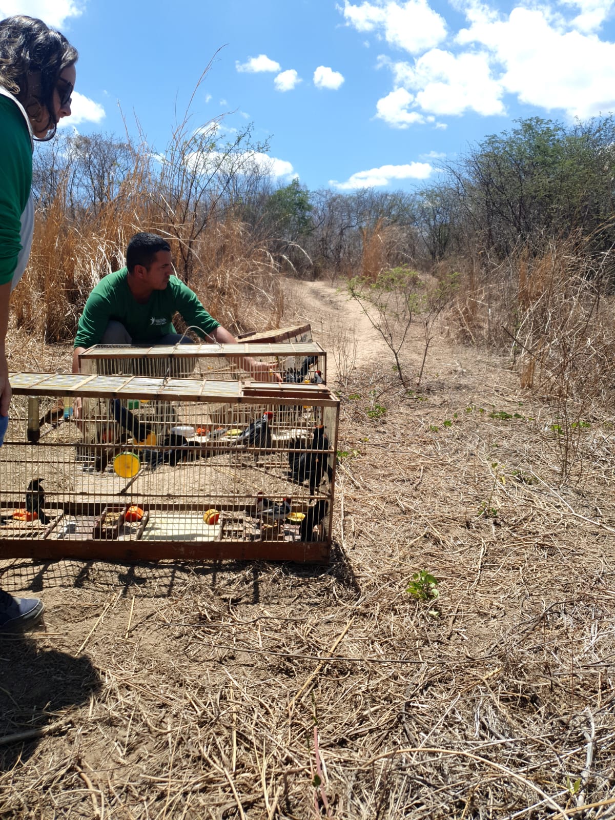 Semace Realiza A Soltura De Dezenas De Animais Silvestres Na Regi O